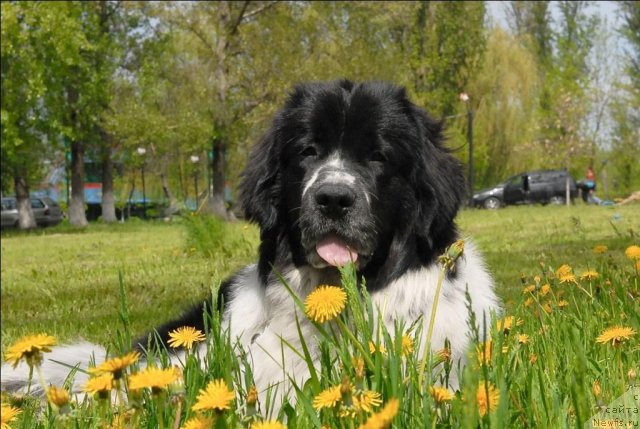 Фотография № 65775