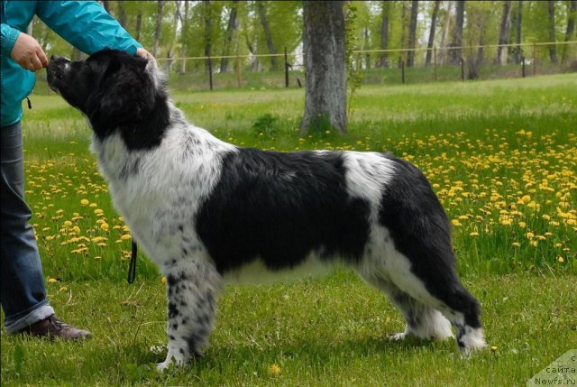 Фото: ньюфаундленд Sent Djons Faberge Collection (Сент Джонс Фаберже Коллекшен)