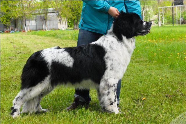 Фото: ньюфаундленд Sent Djons Faberge Collection (Сент Джонс Фаберже Коллекшен)