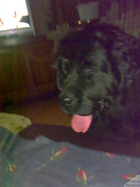 Фото: ньюфаундленд YElli Bol'shoy Malyish (Элли Большой Малыш)