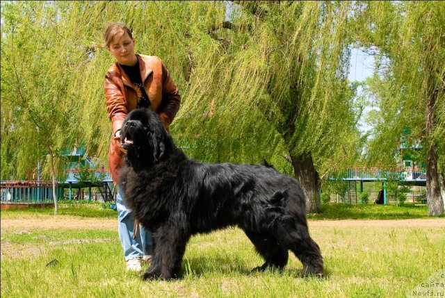 Фото: ньюфаундленд Sent Djons Ubertino (Сент Джонс Убертино)