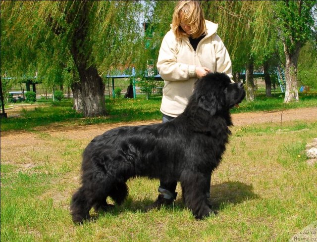 Фото: ньюфаундленд Sent Djons Ubertino (Сент Джонс Убертино)