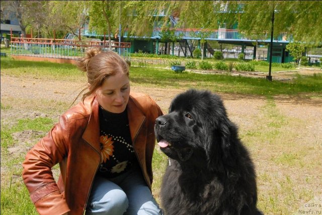 Фото: ньюфаундленд Sent Djons Ubertino (Сент Джонс Убертино)