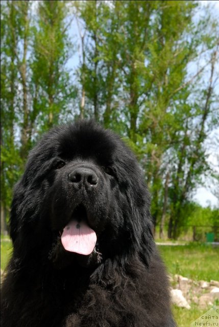 Фото: ньюфаундленд Sent Djons Ubertino (Сент Джонс Убертино)