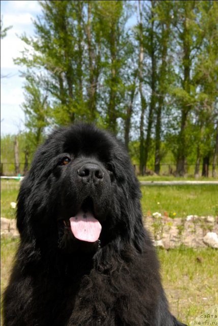 Фото: ньюфаундленд Sent Djons Ubertino (Сент Джонс Убертино)