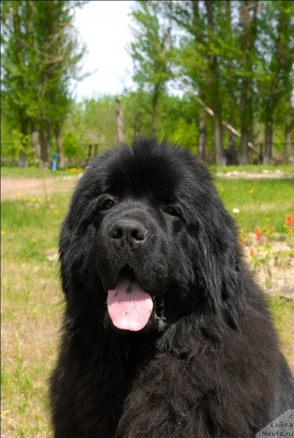 Фото: ньюфаундленд Sent Djons Ubertino (Сент Джонс Убертино)