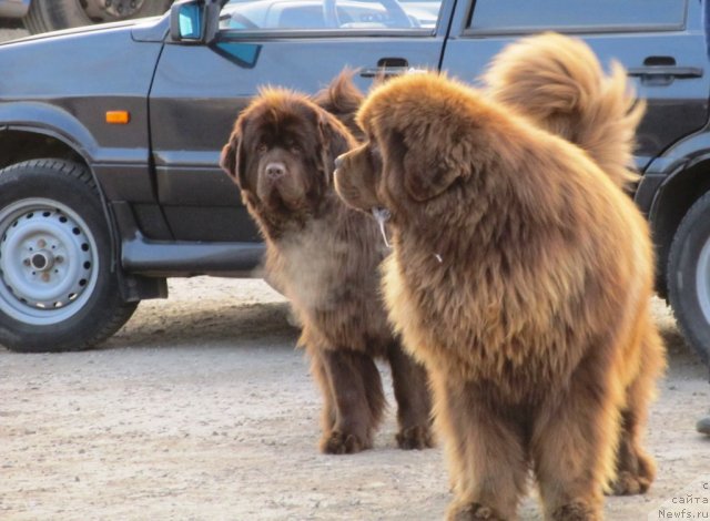 Фото: ньюфаундленд Komandor iz Medvej'ego YAra (Командор из Медвежьего Яра), ньюфаундленд Koketka ot CHannel iz Medvej'ego YAra (Кокетка от Чаннел из Медвежьего Яра)