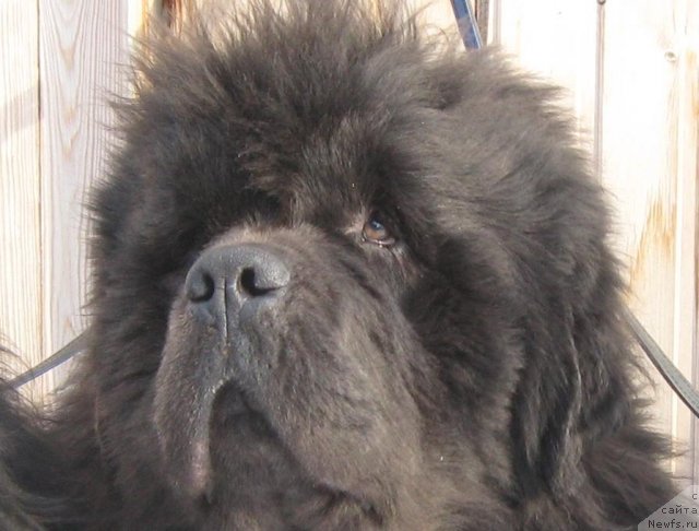 Фото: ньюфаундленд Zahar iz Medvej'ego YAra (Захар из Медвежьего Яра)