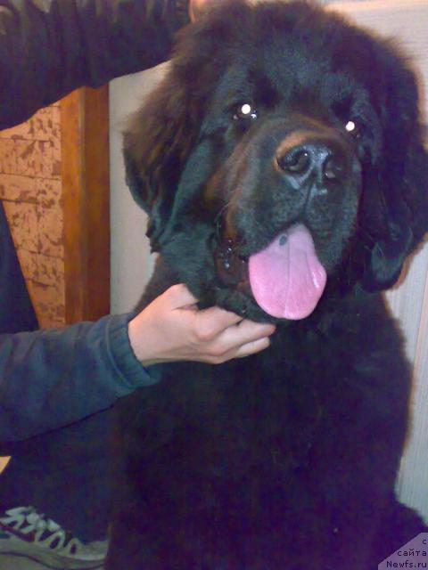 Фото: ньюфаундленд Rashel (Рашель)