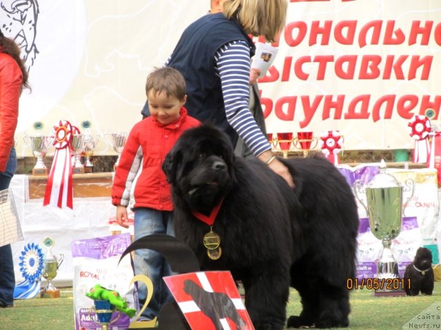 Фото: Матвей, ньюфаундленд Dendi Denger iz Medvejyego Yara (Денди Денжер из Медвежьего Яра)