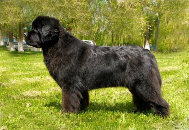 Фото: ньюфаундленд Sent Djons Sabina Mistical (Сент Джонс Сабина Мистикал)