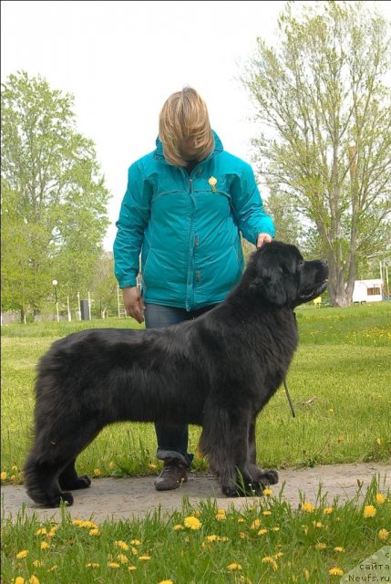 Фото: ньюфаундленд Sent Djons Sabina Mistical (Сент Джонс Сабина Мистикал)