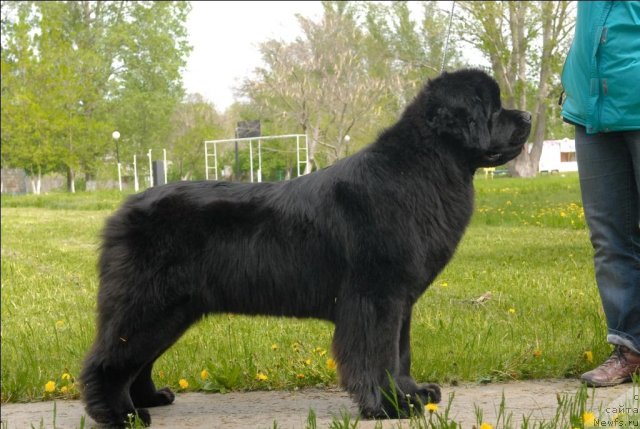 Фото: ньюфаундленд Sent Djons Sabina Mistical (Сент Джонс Сабина Мистикал)