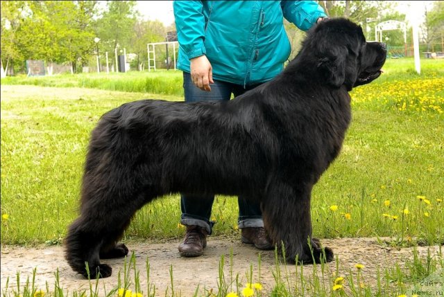 Фото: ньюфаундленд Sent Djons Sabina Mistical (Сент Джонс Сабина Мистикал)