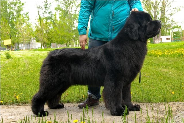 Фото: ньюфаундленд Sent Djons Sabina Mistical (Сент Джонс Сабина Мистикал)