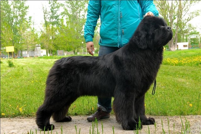 Фото: ньюфаундленд Sent Djons Sabina Mistical (Сент Джонс Сабина Мистикал)