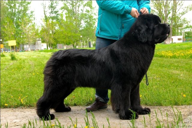 Фото: ньюфаундленд Sent Djons Sabina Mistical (Сент Джонс Сабина Мистикал)