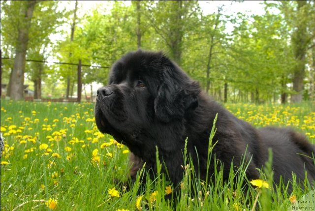 Фото: ньюфаундленд Sent Djons Sabina Mistical (Сент Джонс Сабина Мистикал)