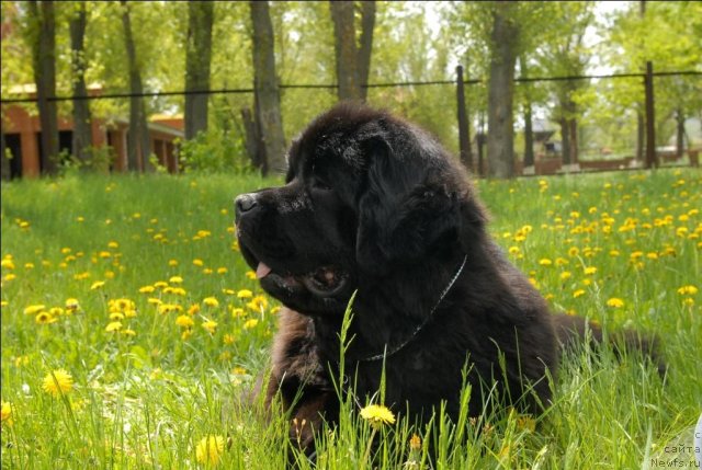 Фото: ньюфаундленд Sent Djons Sabina Mistical (Сент Джонс Сабина Мистикал)