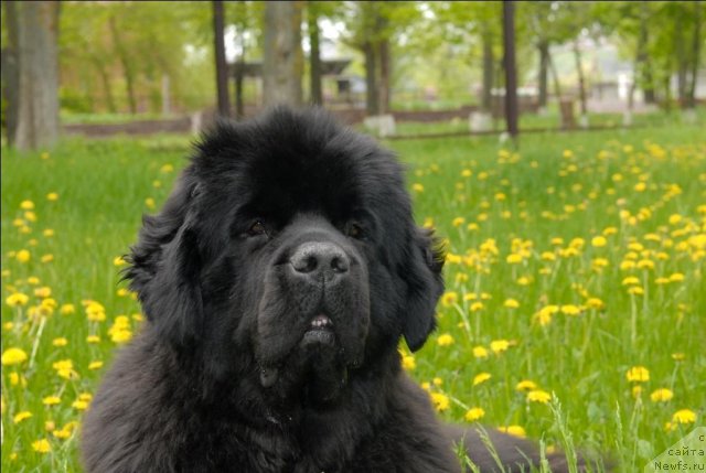 Фото: ньюфаундленд Sent Djons Sabina Mistical (Сент Джонс Сабина Мистикал)