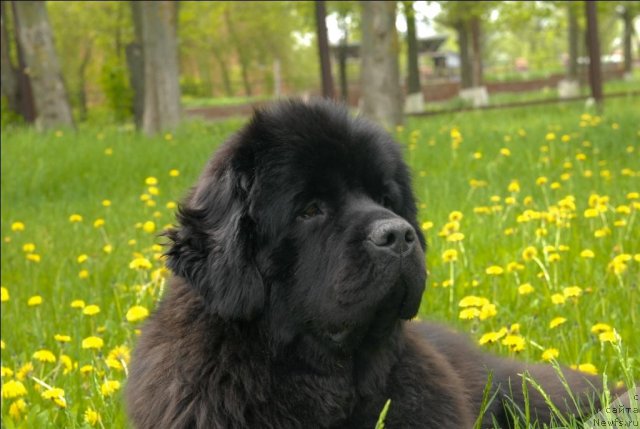 Фото: ньюфаундленд Sent Djons Sabina Mistical (Сент Джонс Сабина Мистикал)