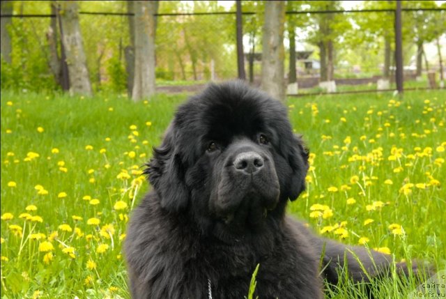 Фото: ньюфаундленд Sent Djons Sabina Mistical (Сент Джонс Сабина Мистикал)