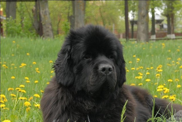 Фото: ньюфаундленд Sent Djons Sabina Mistical (Сент Джонс Сабина Мистикал)