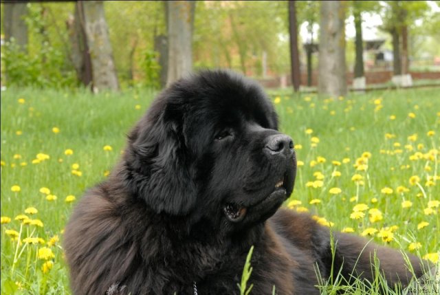 Фото: ньюфаундленд Sent Djons Sabina Mistical (Сент Джонс Сабина Мистикал)