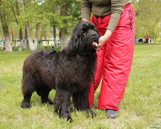 Фото: ньюфаундленд Slavjanka s Berega Dona (Славянка с Берега Дона)