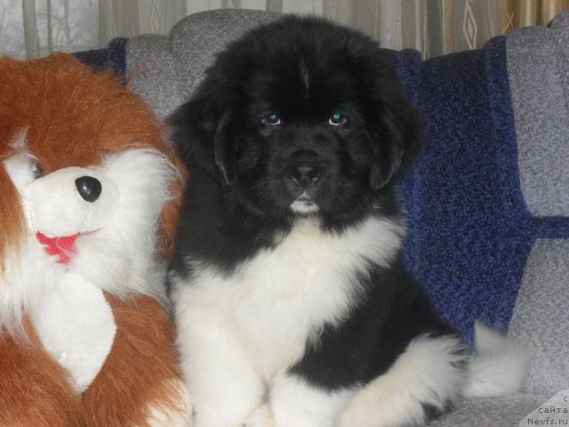 Фотография № 65899