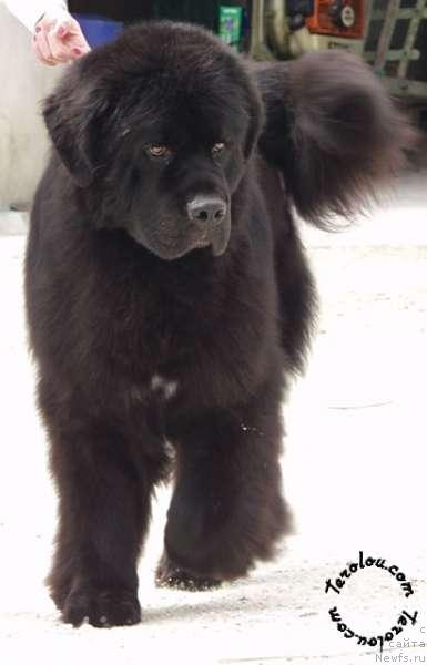 Фото: ньюфаундленд Pong de la Terre aux Loups