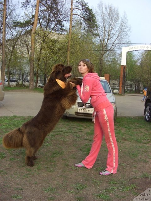 Фото: ньюфаундленд Barhatka Roskoshnaya (Бархатка Роскошная), Алёна Пермякова