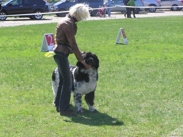 Фото: ньюфаундленд Armani Van Zebr Super Mishka, YUliya Tokarchuk (Юлия Токарчук)
