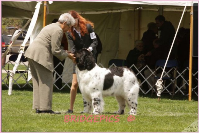 Фото: ньюфаундленд Ashtaret Nemirovski