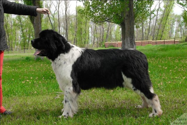 Фотография № 65916