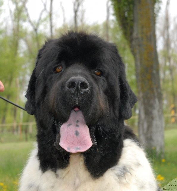 Фото: ньюфаундленд Nahodka Dlya Dushi s Berega Dona (Находка Для Души с Берега Дона)