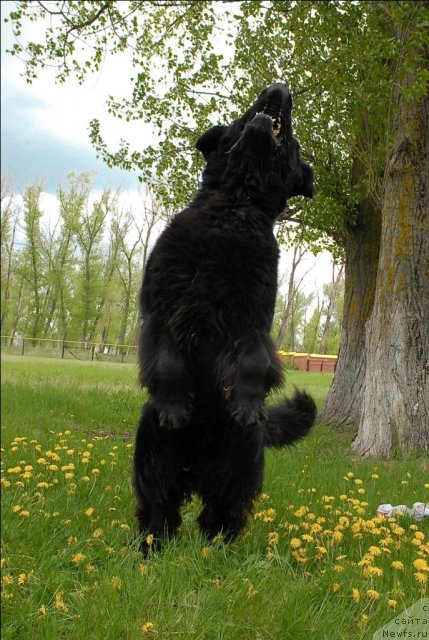 Фото: ньюфаундленд Atlant Byest (Атлант Бэст)