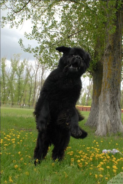 Фото: ньюфаундленд Atlant Byest (Атлант Бэст)