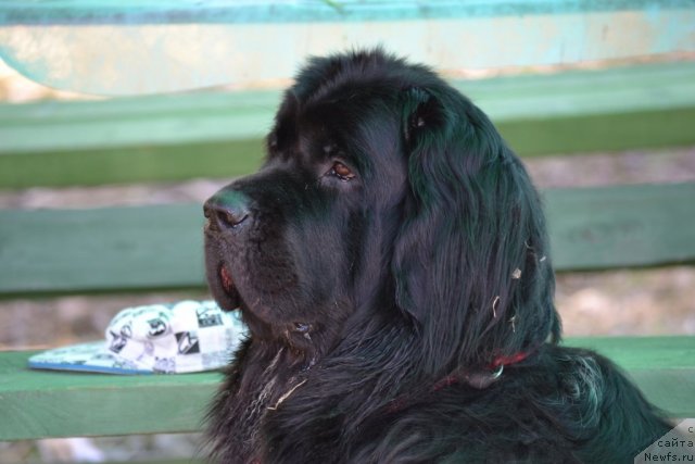 Фото: ньюфаундленд Pitern'yuf Jivanshi (Питерньюф Живанши)