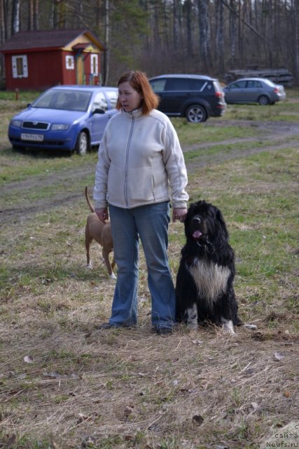 Фото: ньюфаундленд Pitern'yuf Jivanshi (Питерньюф Живанши)