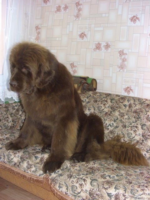 Фото: ньюфаундленд Barhatka Roskoshnaya (Бархатка Роскошная)