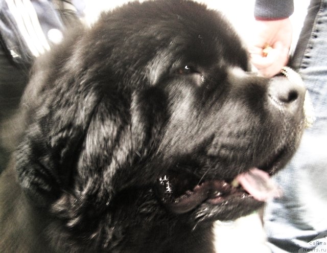 Фото: ньюфаундленд Lexus Grend Boss (Лексус Гренд Босс)