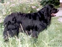 Фото: ньюфаундленд Mona Neptun (Мона Нептун)