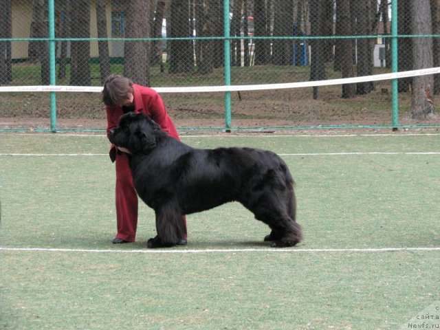 Фото: ньюфаундленд Ivan Tsarevich iz Tihogo Omuta (Иван Царевич из Тихого Омута)