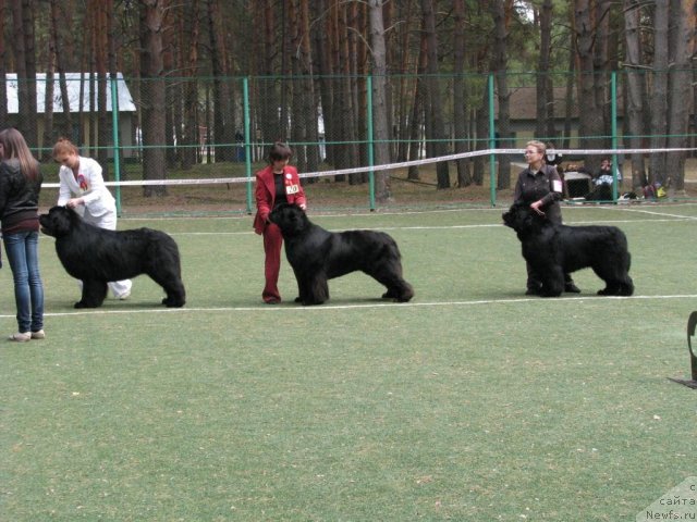 Фото: ньюфаундленд Aquatoriya Kelvin Zolotoy Medved (Акватория Келвин Золотой Медведь), ньюфаундленд Ivan Tsarevich iz Tihogo Omuta (Иван Царевич из Тихого Омута), ньюфаундленд King of Helluland Good Friend