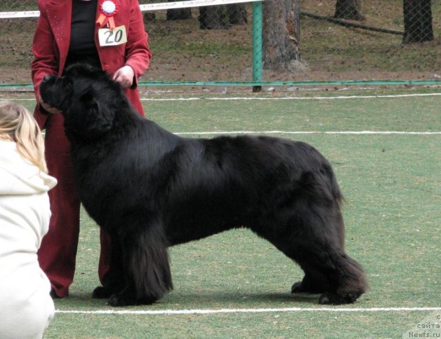 Фото: ньюфаундленд Ivan Tsarevich iz Tihogo Omuta (Иван Царевич из Тихого Омута)