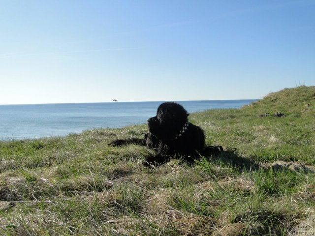 Фото: ньюфаундленд Pchiolkin Dom Veniamin (Пчёлкин Дом Вениамин)