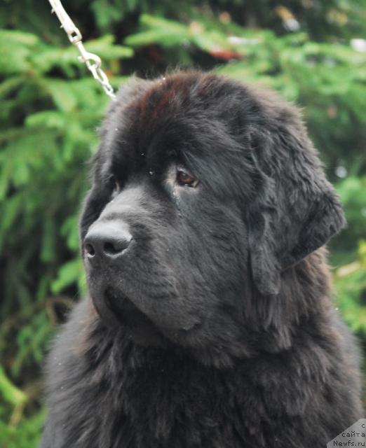 Фото: ньюфаундленд Sent Djons Kalipso (Сент Джонс Калипсо)