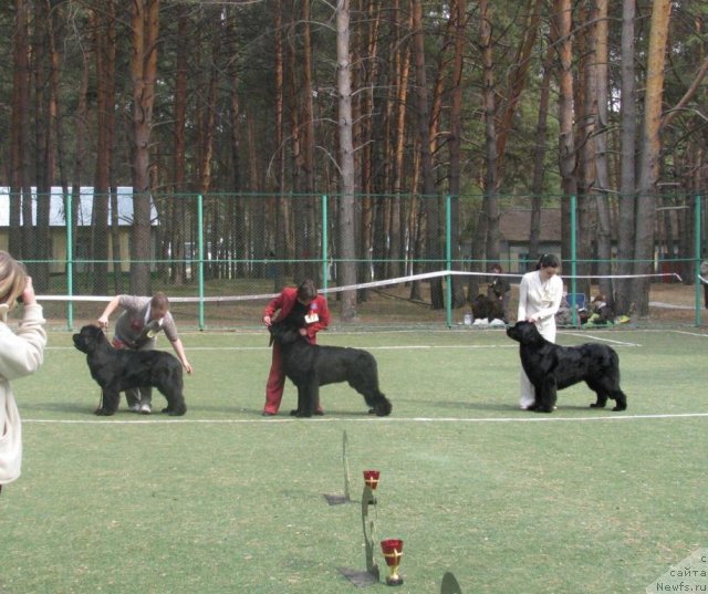 Фото: ньюфаундленд Marfa Dlja Tihogo Omuta iz Plemeni Kedra (Марфа для Тихого Омута из Племени Кедра), ньюфаундленд Super Premium Glukoza (Супер Премиум Глюкоза), ньюфаундленд Fantasy (Фентази)