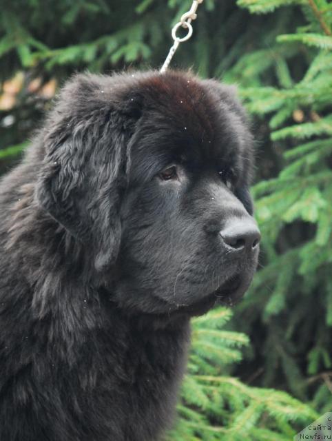 Фото: ньюфаундленд Sent Djons Kalipso (Сент Джонс Калипсо)